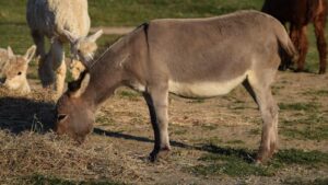 Segredos de Confeiteiro: Receitas de Bolos Deliciosos para Todos os Paladares
